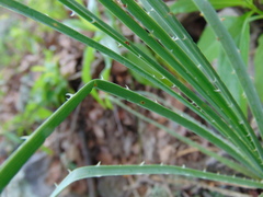 Dasylirion parryanum