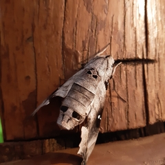 Madoryx oiclus