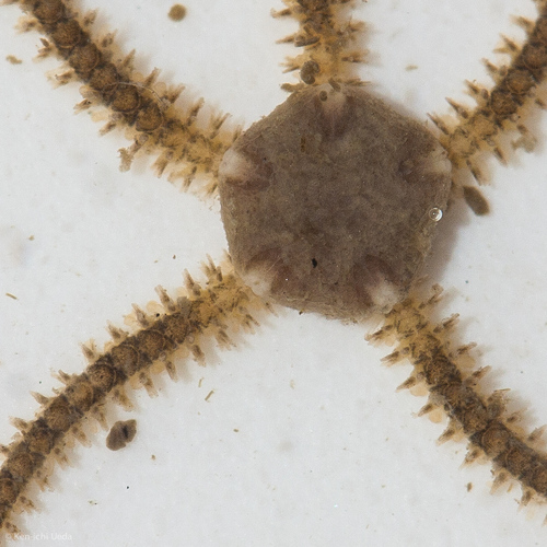 Dwarf Brittle Star
