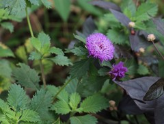 Centratherum frutescens