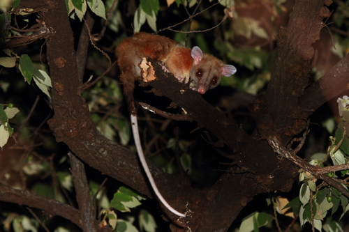 Derby's Woolly Opossum