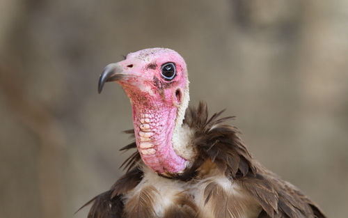 Hooded Vulture (Necrosyrtes monachus), photo 7