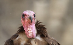 Necrosyrtes monachus