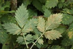 Quasipucciniastrum ochraceum