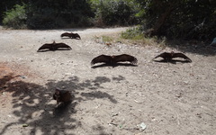 Necrosyrtes monachus