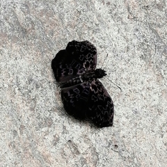 Cycloglypha thrasibulus