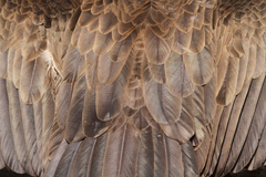 Necrosyrtes monachus