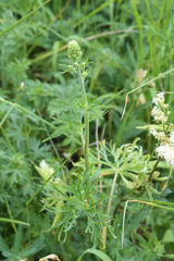 Delphinium schmalhausenii