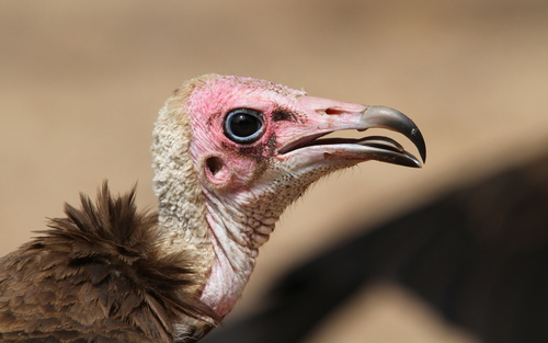 Alimoche sombrío (Necrosyrtes monachus)