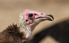 Necrosyrtes monachus