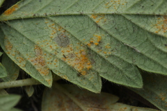 Quasipucciniastrum ochraceum