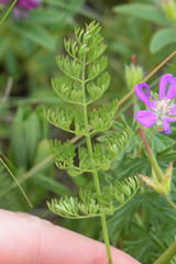 Seseli peucedanoides