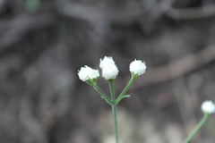 Isocarpha oppositifolia achyranthes