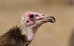 Necrosyrtes monachus