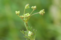 Seseli peucedanoides