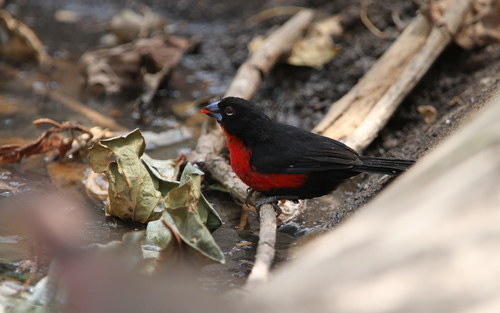 Western Bluebill (Spermophaga haematina), photo 8
