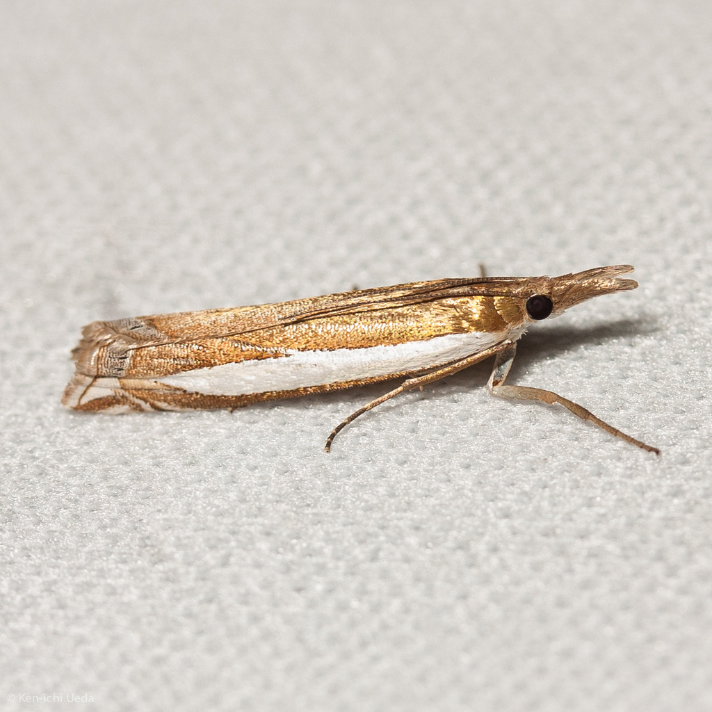 Leach's Grass-veneer