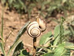 Xerolenta obvia