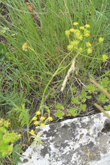 Pastinaca pimpinellifolia