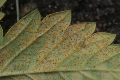 Quasipucciniastrum ochraceum