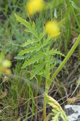 Pastinaca pimpinellifolia