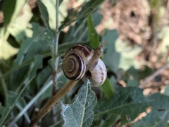 Xerolenta obvia