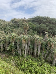 Aloe thraskii