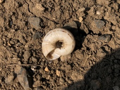 Xerolenta obvia