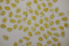 Quasipucciniastrum ochraceum