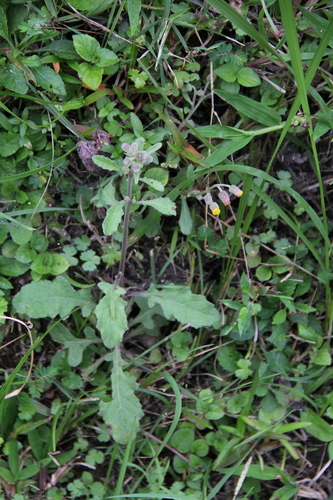 Blumea lacera iNat (2)