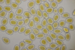 Quasipucciniastrum ochraceum