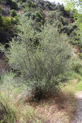 Cercocarpus betuloides betuloides