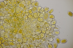 Quasipucciniastrum ochraceum