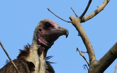 Necrosyrtes monachus