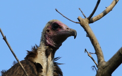 Necrosyrtes monachus