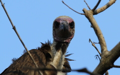 Necrosyrtes monachus