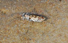 Ellipsoptera cuprascens