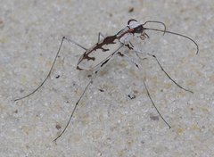 Ellipsoptera gratiosa