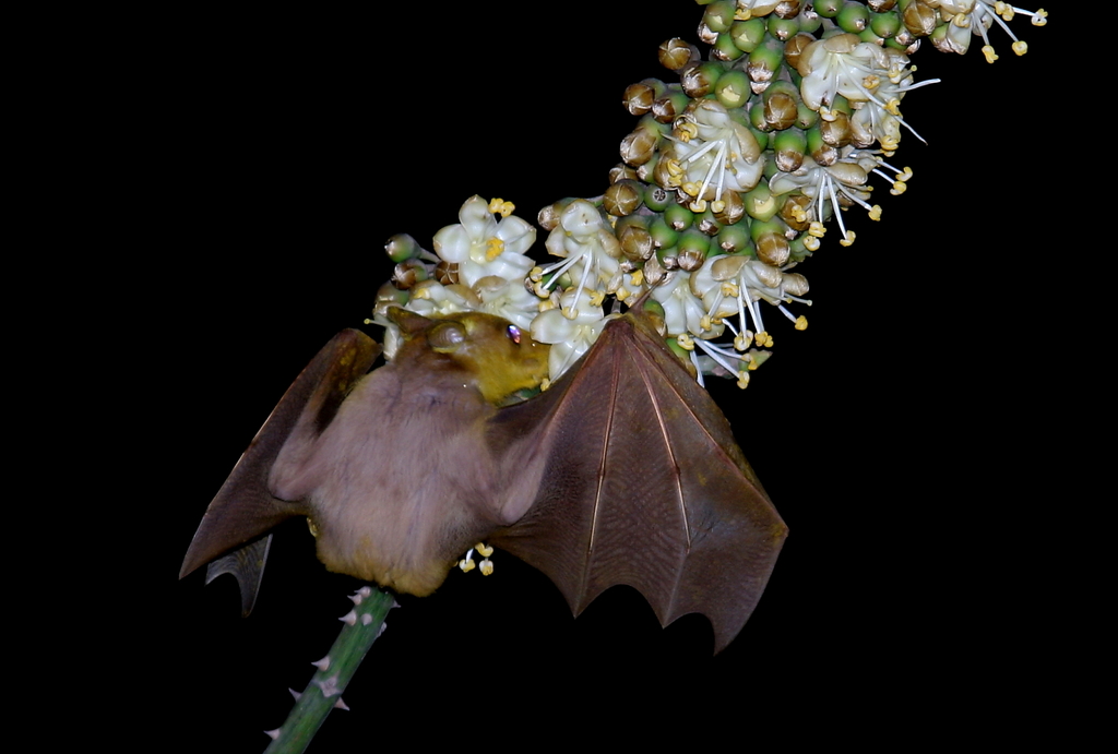 Peter's Dwarf Epauletted Fruit Bat