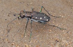 Cicindela ocellata rectilatera