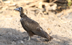 Necrosyrtes monachus