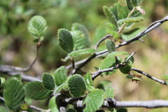 Cercocarpus betuloides betuloides