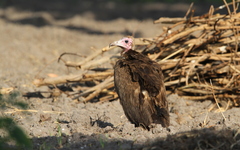 Necrosyrtes monachus