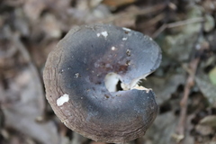 Russula parazurea