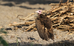 Necrosyrtes monachus
