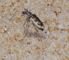 Ellipsoptera wapleri