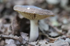 Russula parazurea