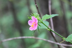 Hibiscus phoeniceus