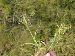 Panicum gattingeri