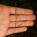Black-fruit Mountain-Ricegrass - Photo (c) Colin Chapman-Lam, some rights reserved (CC BY-NC)